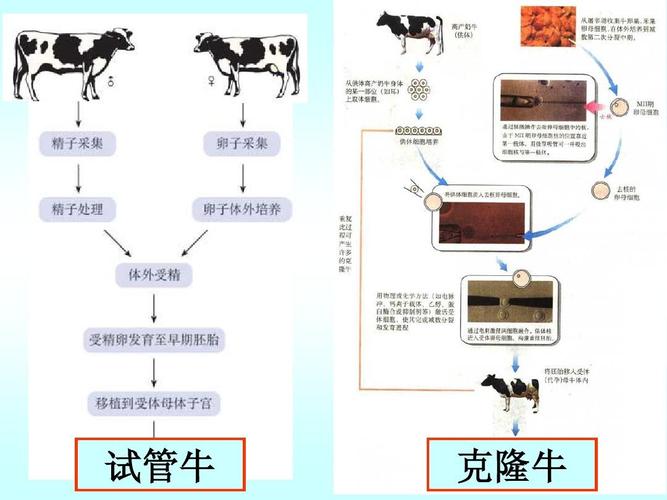 试管代怀合法么【试管代怀合法化:伦理与法律的平衡探讨】